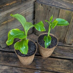 Arrowroot - Canna edulis