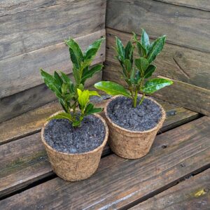 Bay Tree - Laurus nobilis