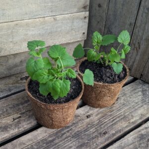 Catnip - Nepeta cataria
