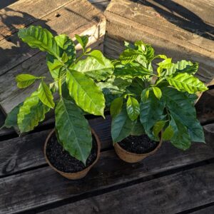 Coffee - Coffea arabica