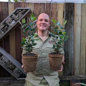 Feijoa - Acca sellowiana