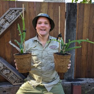 Hadjod - Cissus quadrangularis