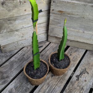 Dragon Fruit 'White Sapphire'
