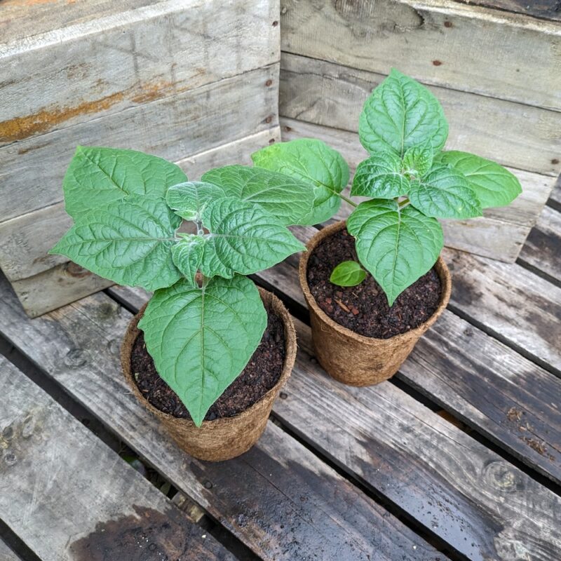 Inca Berry - Physalis peruviana - Kalamunda Plant Company