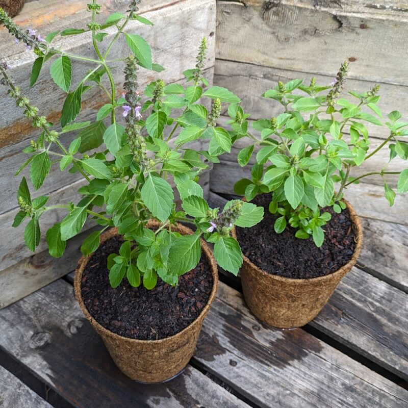 Kapoor Tulsi - Ocimum sanctum - Kalamunda Plant Company