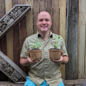 Greek Mountain Tea - Syderitis syriaca