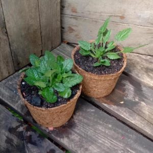 Wood Betony - Stachys officinalis