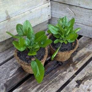 Wood Betony - Stachys officinalis