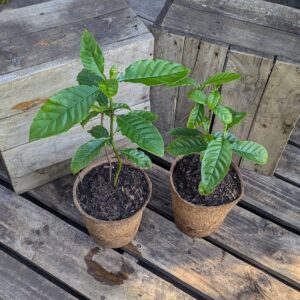 Amyruca - Psychotria carthagenensis