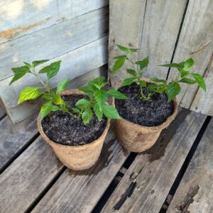 Cat's Whiskers - Orthosiphon aristatus