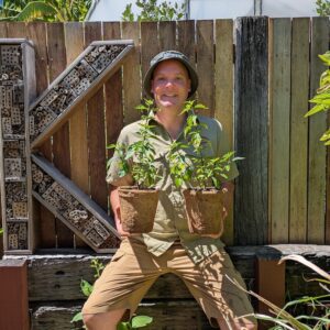Cat's Whiskers - Orthosiphon aristatus