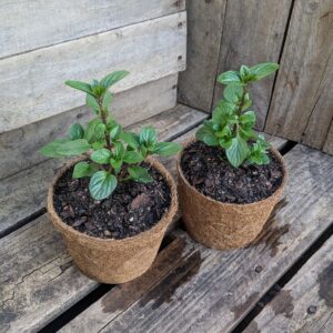 Mint - Mentha x piperita ‘Julep’