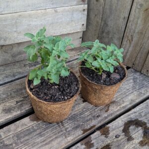 Catmint Six Hills Giant - Nepata x faassenii