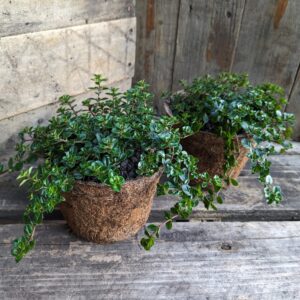 Thyme - Thymus pulegioides 'Tabor'