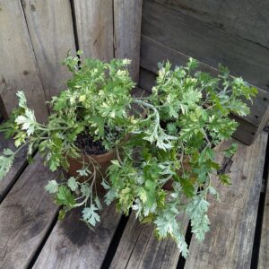 Mugwort Variegated - Artemisia vulgaris 'Variegated'