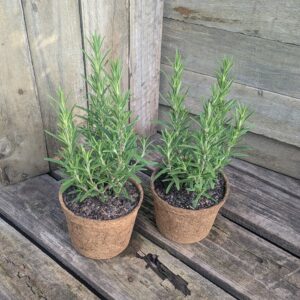 English Rosemary - Salvia rosmarinus