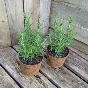 English Rosemary - Salvia rosmarinus