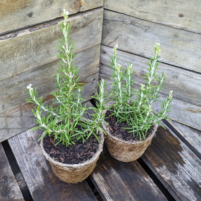 Rosemary White