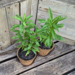 Goldenrod - Solidago canadensis
