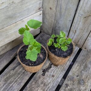 Marshmallow - Althaea officinalis