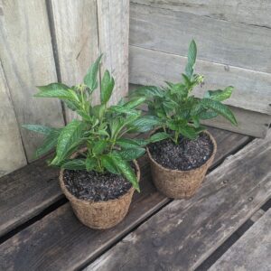 Pepino Gold - Solanum muricatum