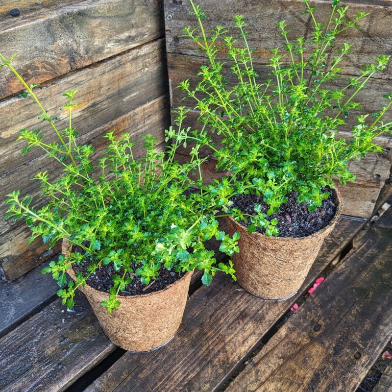 Native Thyme 3.7L coir Kalamunda Plant Company