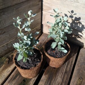 Old Man Saltbush - Atriplex nummularia