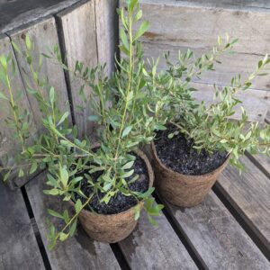 Maroon Bush - Scaevola spinescens