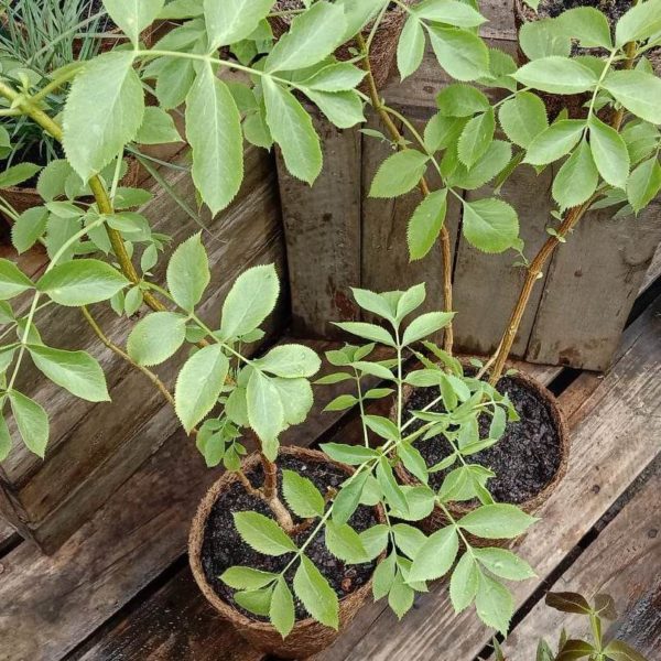 Mexican Elderberry 3.7L coir Kalamunda Plant Company