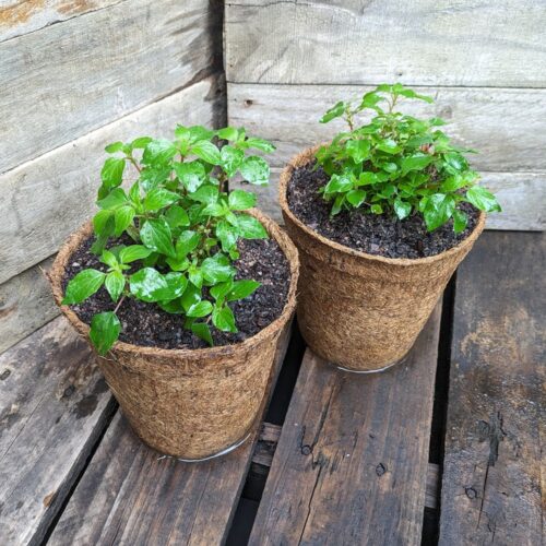 Pellitory-of-the-Wall - Parietaria judaica - Kalamunda Plant Company