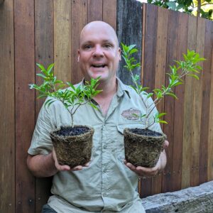 Pilbara Lolly Bush - Clerodendrum floribundum var. angustifolium