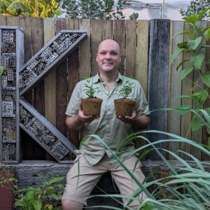 Pilbara Lolly Bush - Clerodendrum floribundum var. angustifolium