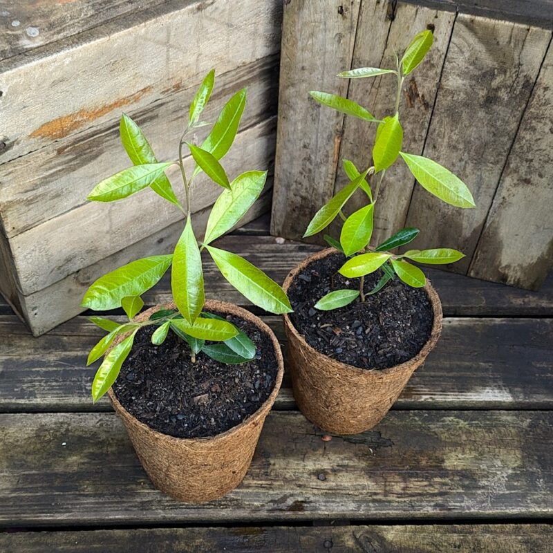 My Plants Archives Page 16 of 16 Kalamunda Plant Company