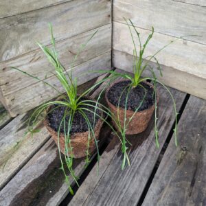 Stamnagathi - Cichorium spinosum