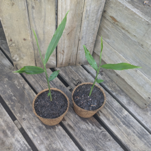 Edible Ginger - Zingiber officinale