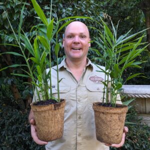 Edible Ginger - Zingiber officinale