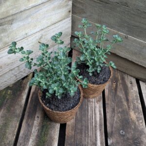 Native Oregano - Prostanthera rotundifolia