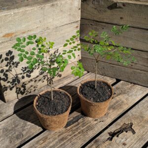 Moringa - Moringa oleifera