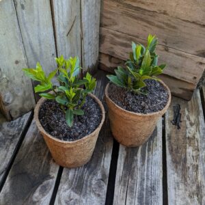 Bay - Laurus nobilis