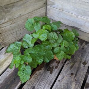 Loganberry - Rubus x loganobaccus