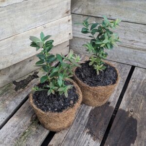 Blueberry - Vaccinium angustifolium x corymbosum 'Sunshine Blue'