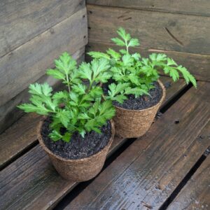 White Mugwort - Artemisia lactiflora
