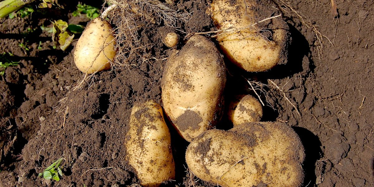 Grow your own potatoes