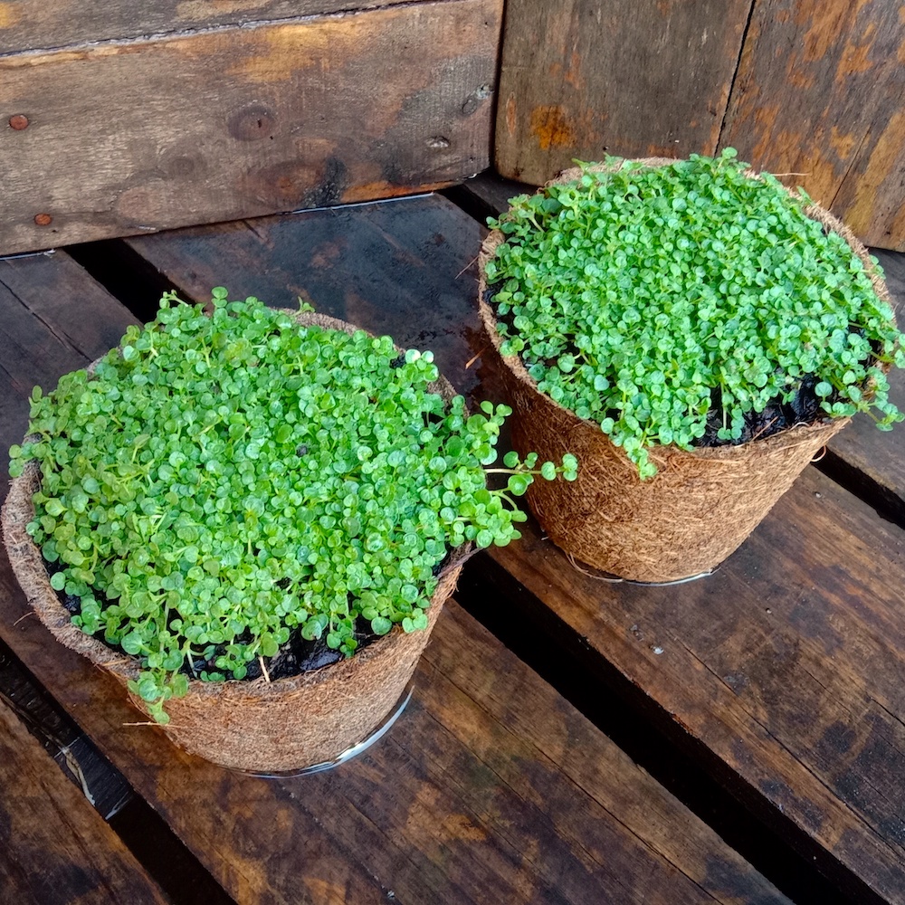 Corsican Mint 1.1L coir Kalamunda Plant Company