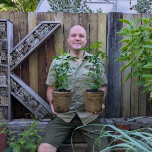 Elderflower - Sambucus nigra