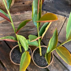 Red Back Ginger - Alpinia caerulea