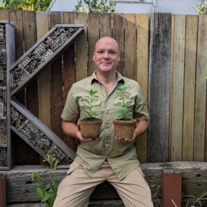 Ashwagandha - Withania somnifera