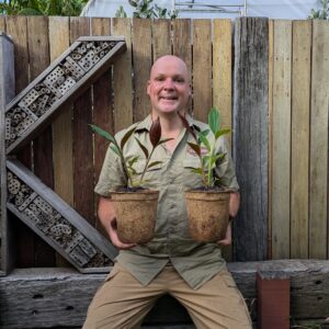 Red Back Ginger - Alpinia caerulea