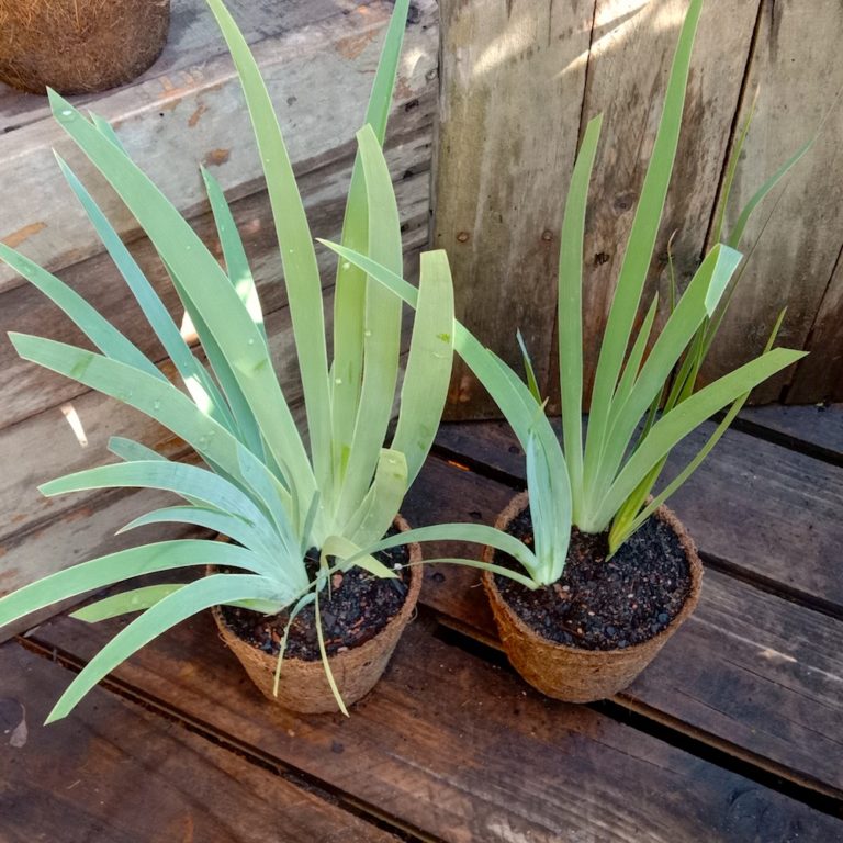 Orris Root - Iris germanica var. florentina - Kalamunda Plant Company