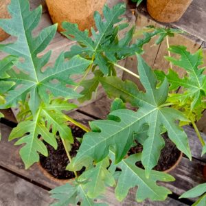 Paw Paw - Carica papaya 'Red Army'